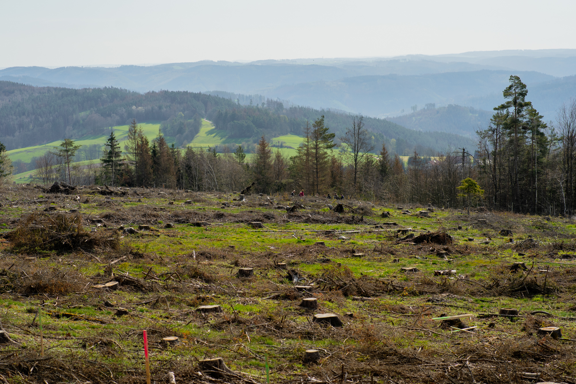 2023 Bäume für den Thüringer Wald